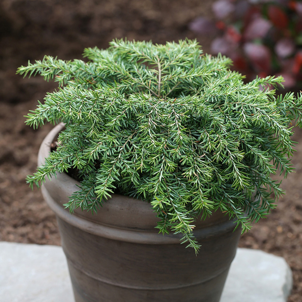 Tsuga du canada 'nana' pot de 3l/4l
