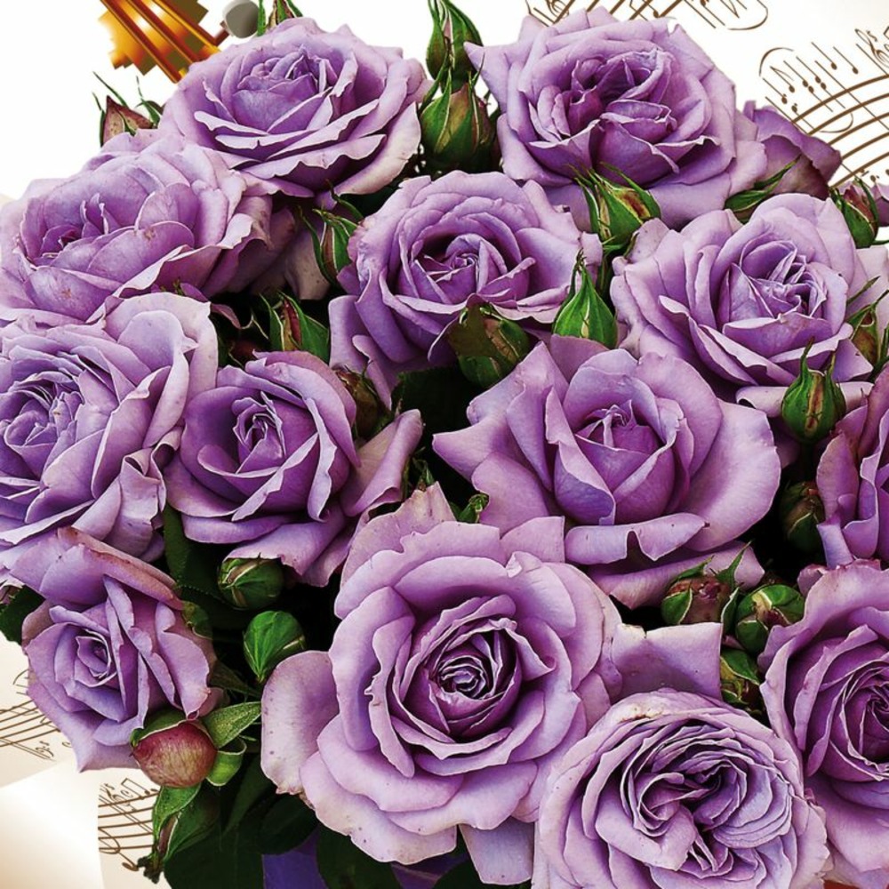 Rosier 'love song' ® (rosa 'love song' ®)