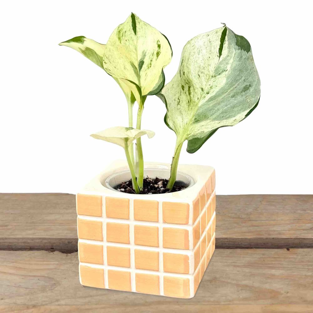 Cache-pot 