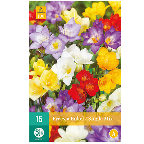 15 bulbes freesias simple mix multicolore
