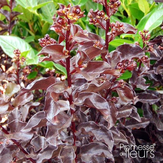 Lilas des indes 'black solitaire best red' pot de 3l/4l, buisson, touffe