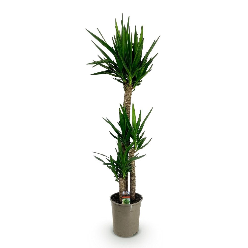 Yucca elephantipes - yucca - pot de 24cm - hauteur 140cm