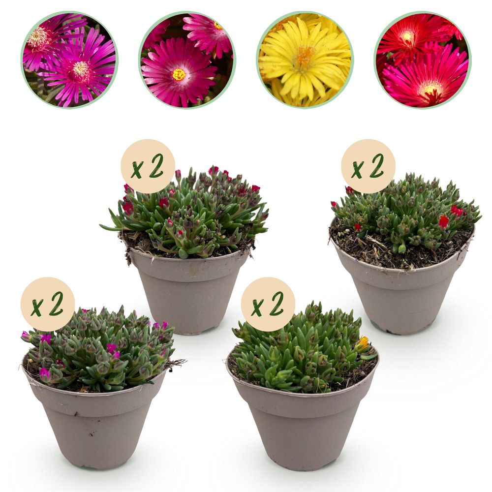 Pourpier vivace - lot de 8 - pot 14 cm - hauteur 17 cm