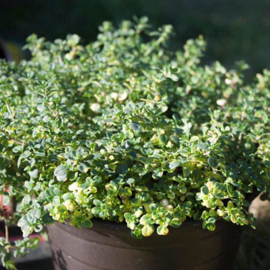 Plant thym citron pot 1l