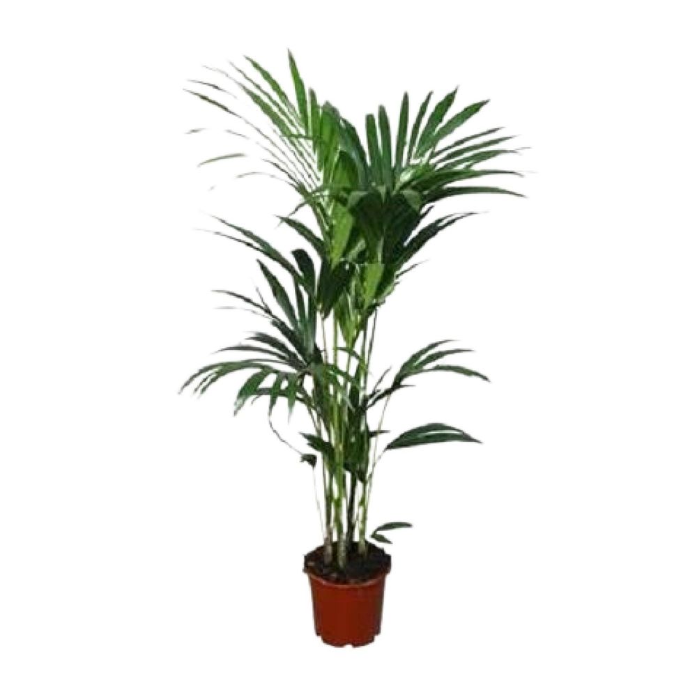 Howea forsteriana - ø21cm - ↕120cm - ø24 - ↕120cm - plantes d'intérieur