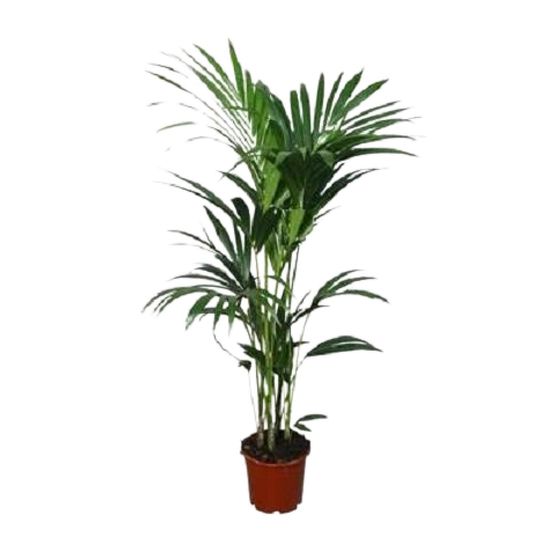 Howea forsteriana - ø21cm - ↕120cm - ø24 - ↕120cm - plantes d'intérieur