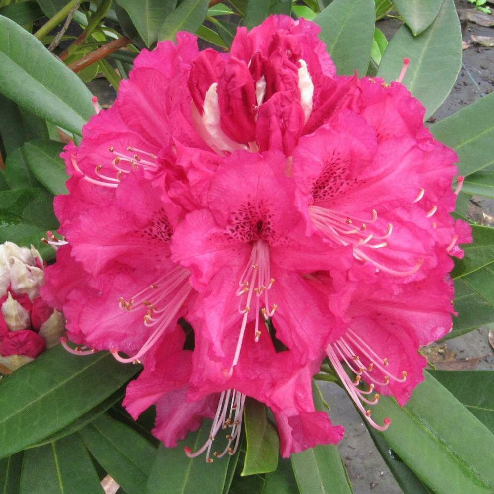 Rhododendron arboreum : c.25l
