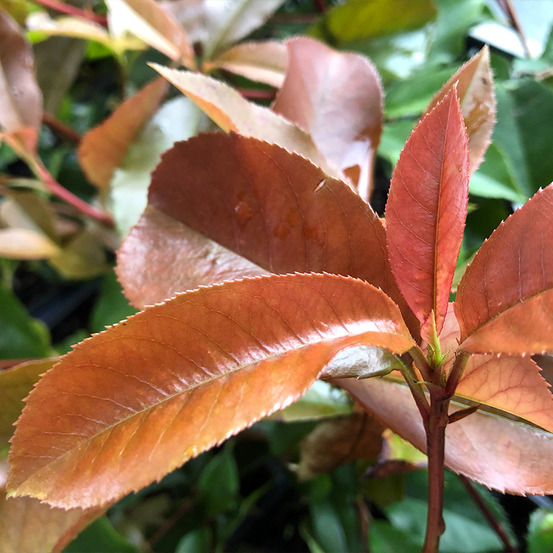 Photinia 'red robin blood' godet de 8/9 cm