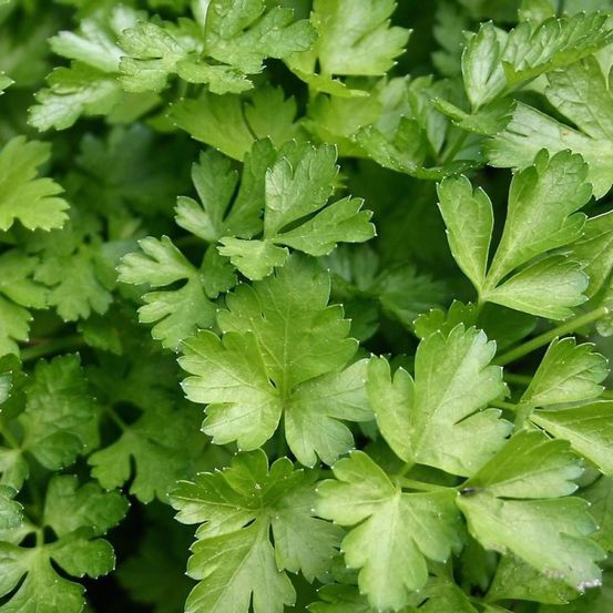 Graines de persil commun 2 - vilmorin sachet économique