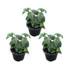 Lot de 3 - fuchsia delta sarah - plante clochette - plantes de jardin - résistante à l'hiver - ⌀9 cm - 15-25 cm