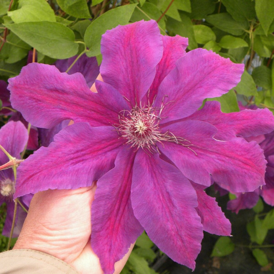 Clématite kacper pot de 1,5l - tuteur bambou 30/60 cm