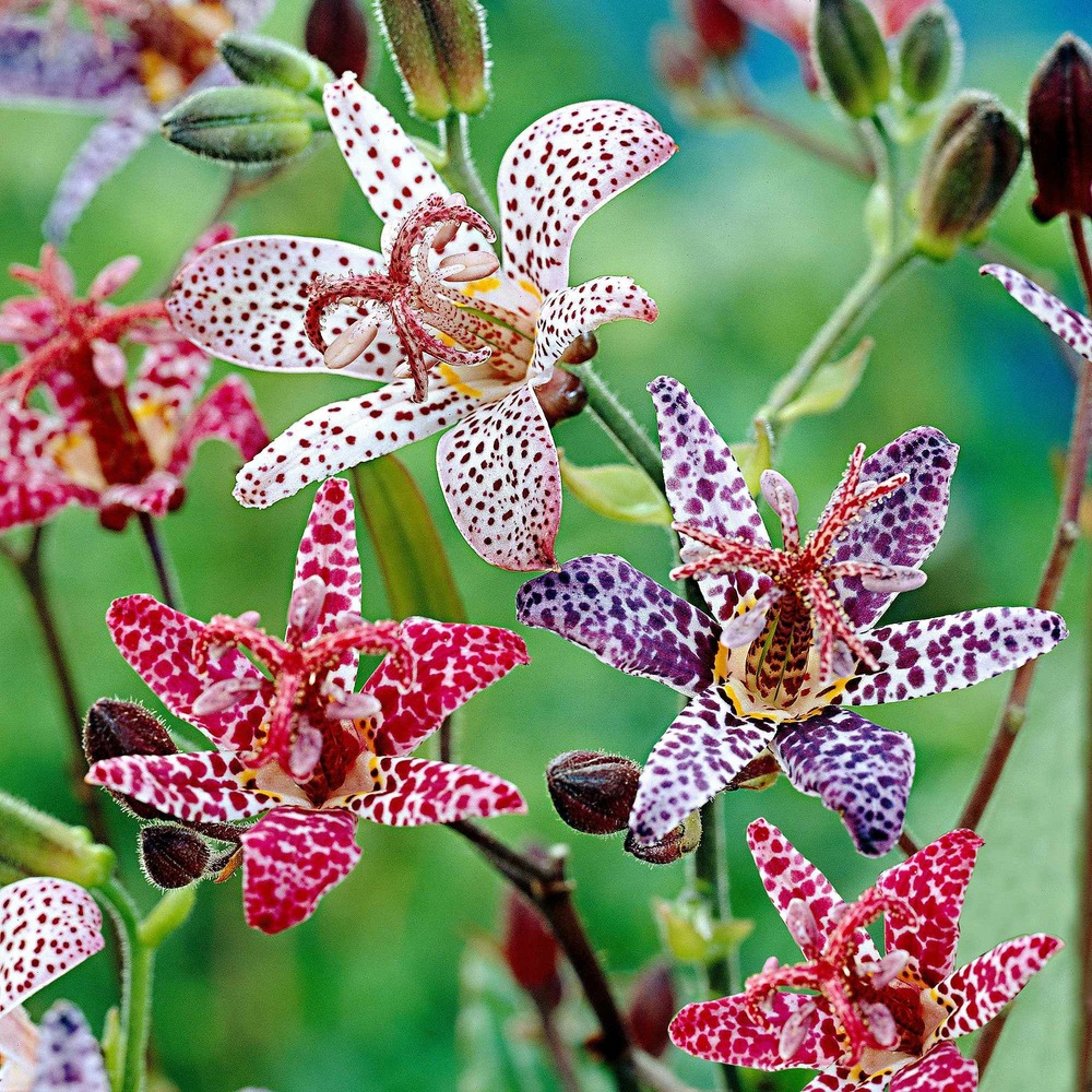 5 tricyrtis en mélange - le paquet de 5 racines nues, vendu par lot de 2