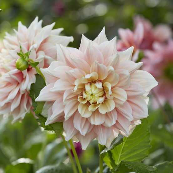 Dahlia à grandes fleurs break out - le sachet de 1 bulbe