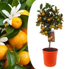 Citrus calamondin - citrus tree - pot 19cm - hauteur 55-65cm
