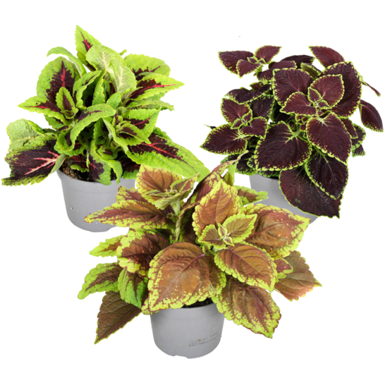 Plante à feuillage - set de 3 - plectranthus scutellarioides - h25-40cm - ⌀13cm