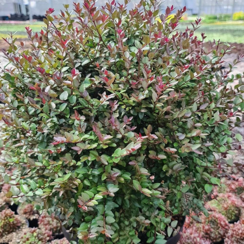 Chèvrefeuille arbustif garden clouds® purprle storm 'grln02', lonicera pot de 1,5l - 10/20 cm