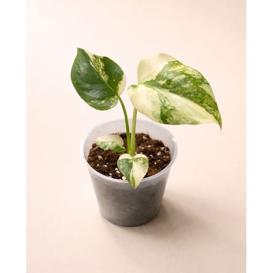 Monstera crème brûlée d. 9cm h. 20cm - plante d'intérieur