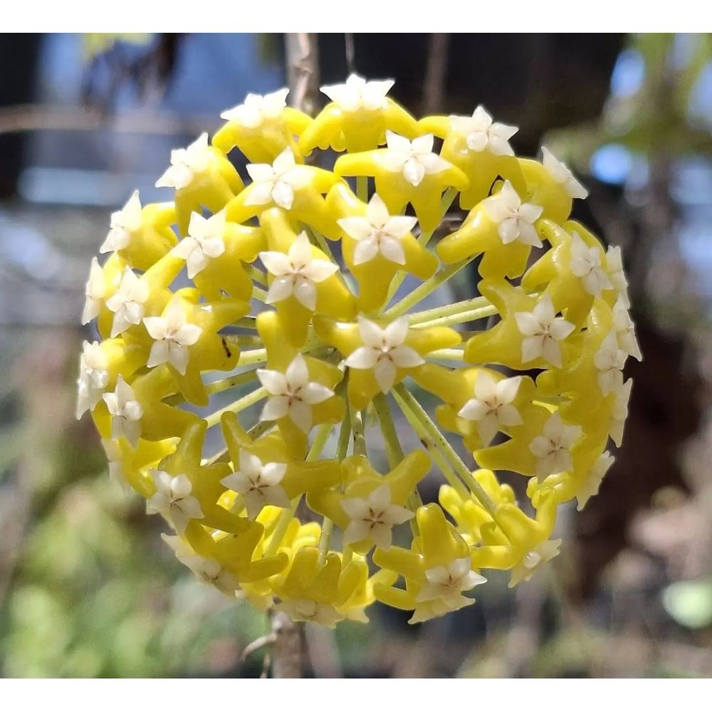 Hoya 'timor' - pot de 10cm