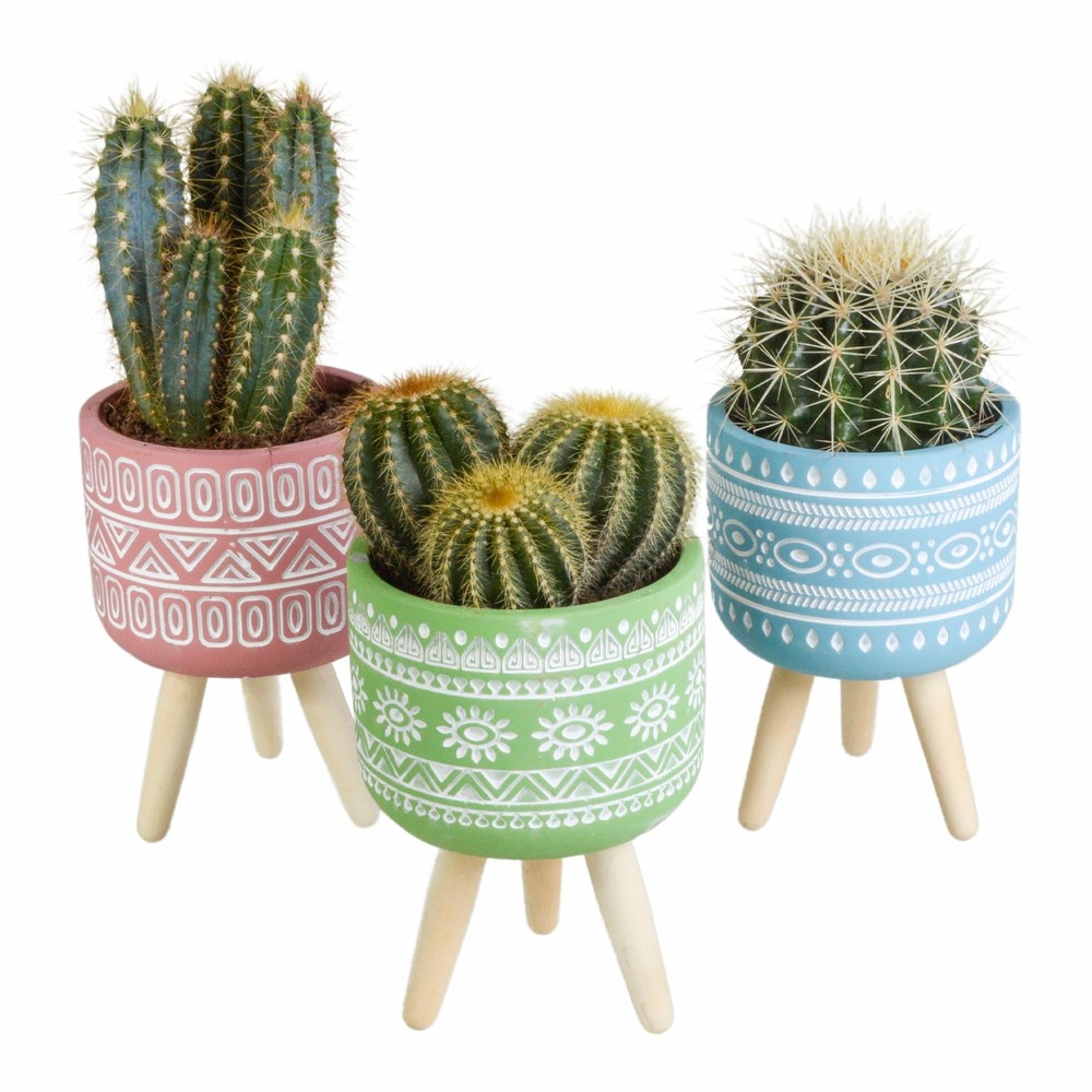Cactus et leurs caches-pots, box de 3 plantes - h15cm, ø10,5cm - plantes d'intérieur