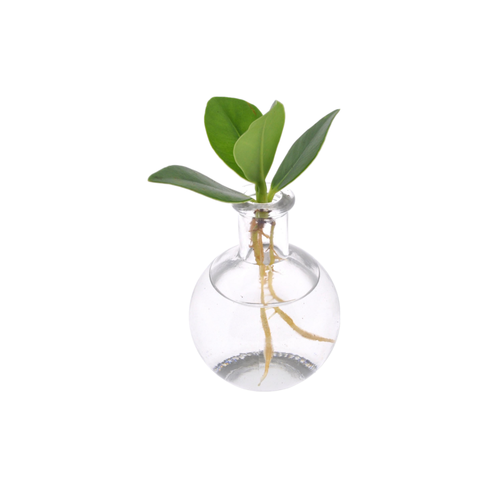Plante d'intérieur - bouture clusia en hydroculture dans son support et  tube en verre 10.0cm
