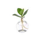 Plante d'intérieur - clusia en hydroculture et son vase en verre 10.0cm