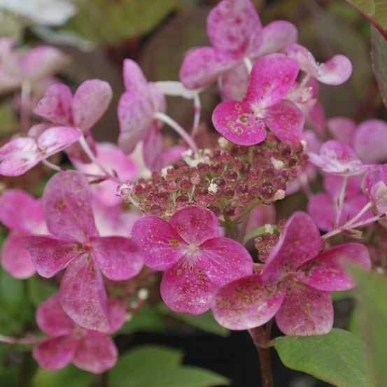 Hortensia paniculé 'early sensation' pot de 3l/4l