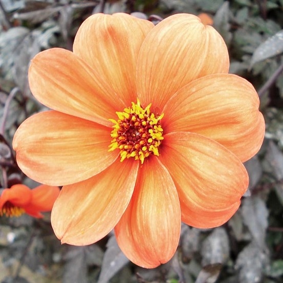 Dahlia anémone 'bishop of oxford' bulbe calibre i