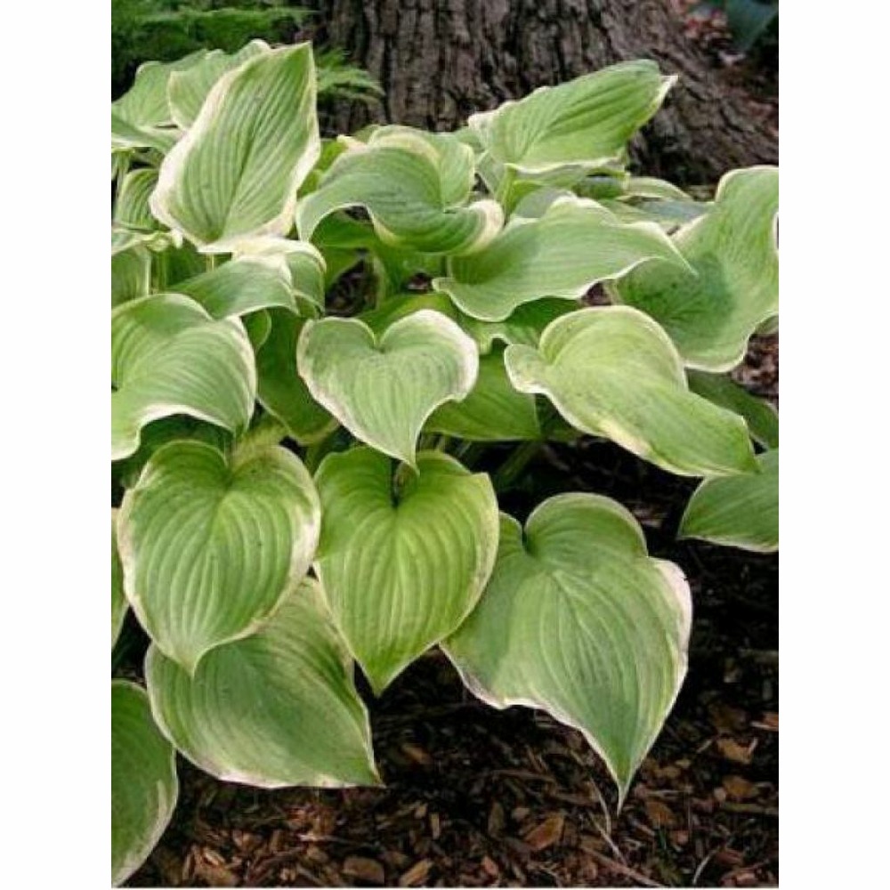 Hosta 'fragrant bouquet' godet de 8/9 cm