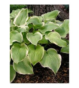 Hosta 'fragrant bouquet' godet de 8/9 cm