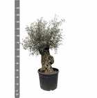 Olivier bonsai - ↨225cm- ø65 - arbre fruitier