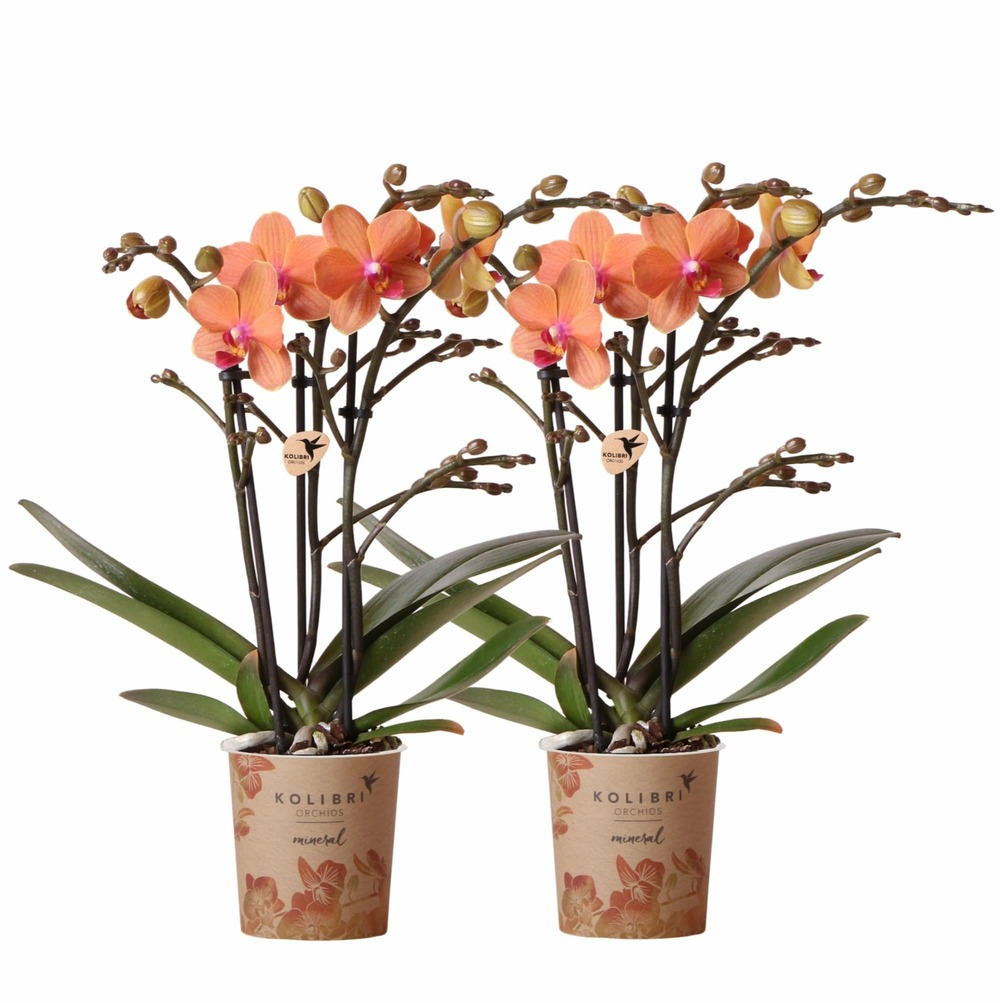 Orchidées oranges - lot de 2 35cm - plante d'intérieur