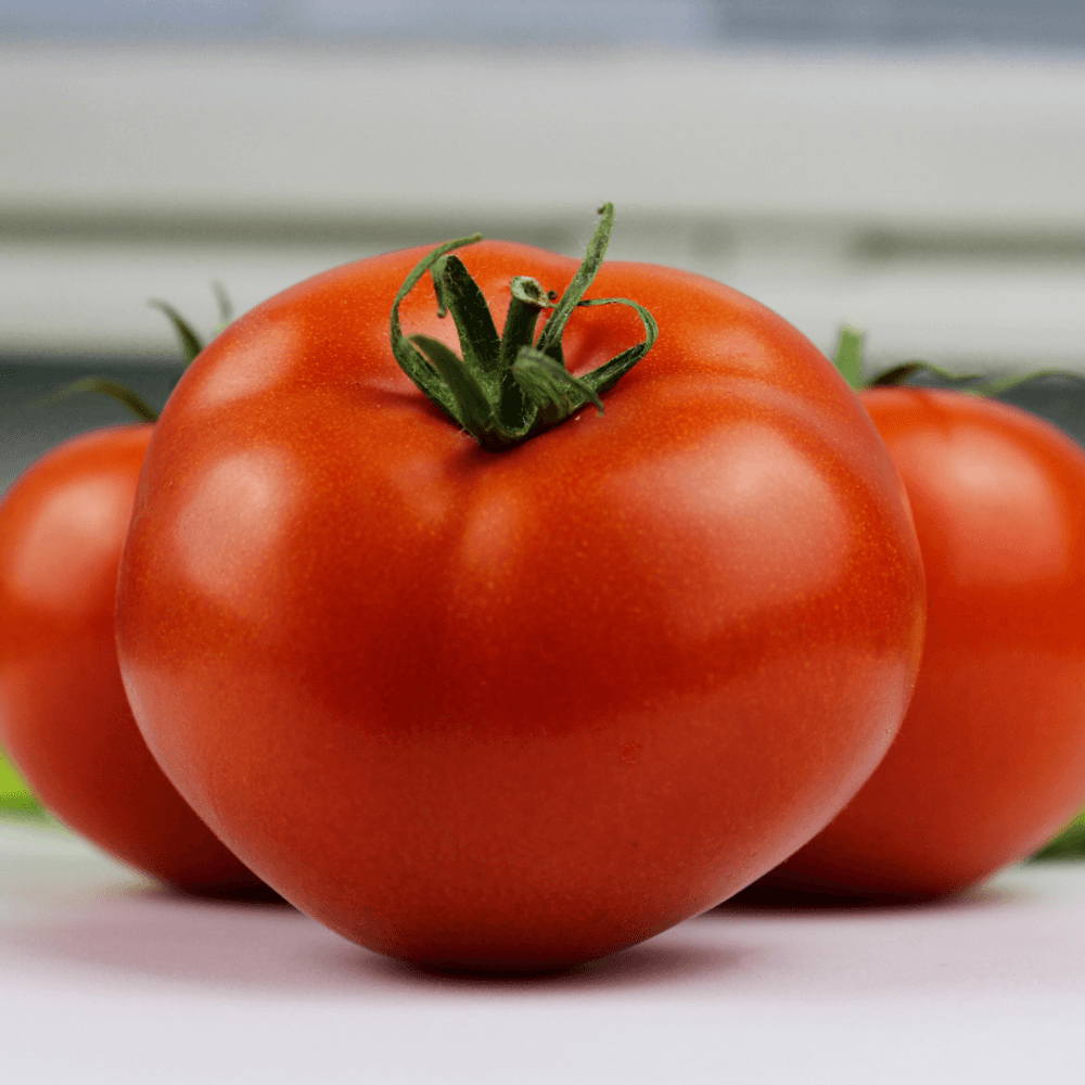 Plant tomate fandango f1 motte 7cm