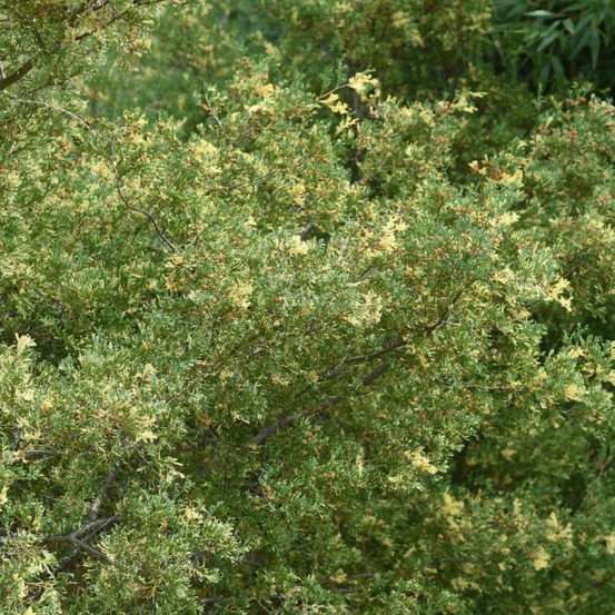 Faux-cyprès de hinoki fernspray gold - chamaecyparis obtusa fernspray gold 20/30cm pot 2,5l