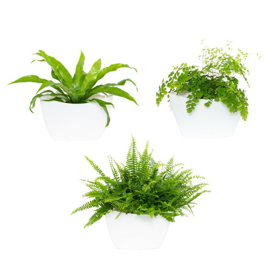 Pack de 3 pots muraux blancs avec arrossage manuel