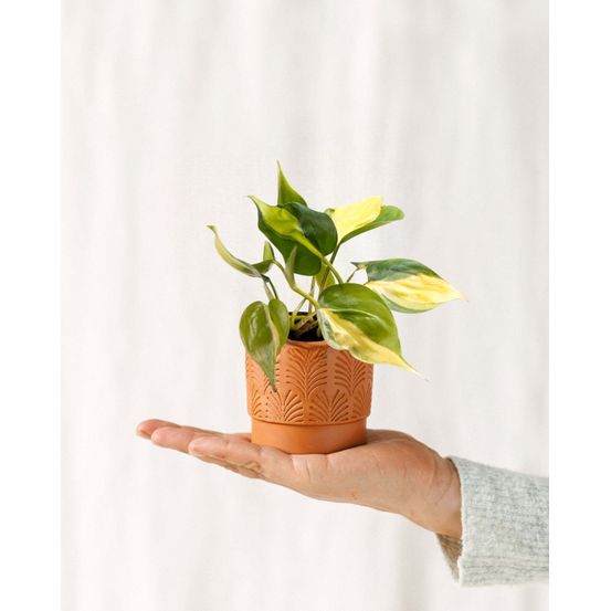 Mini philodendron scandens brasil 12cm - plante d'intérieur