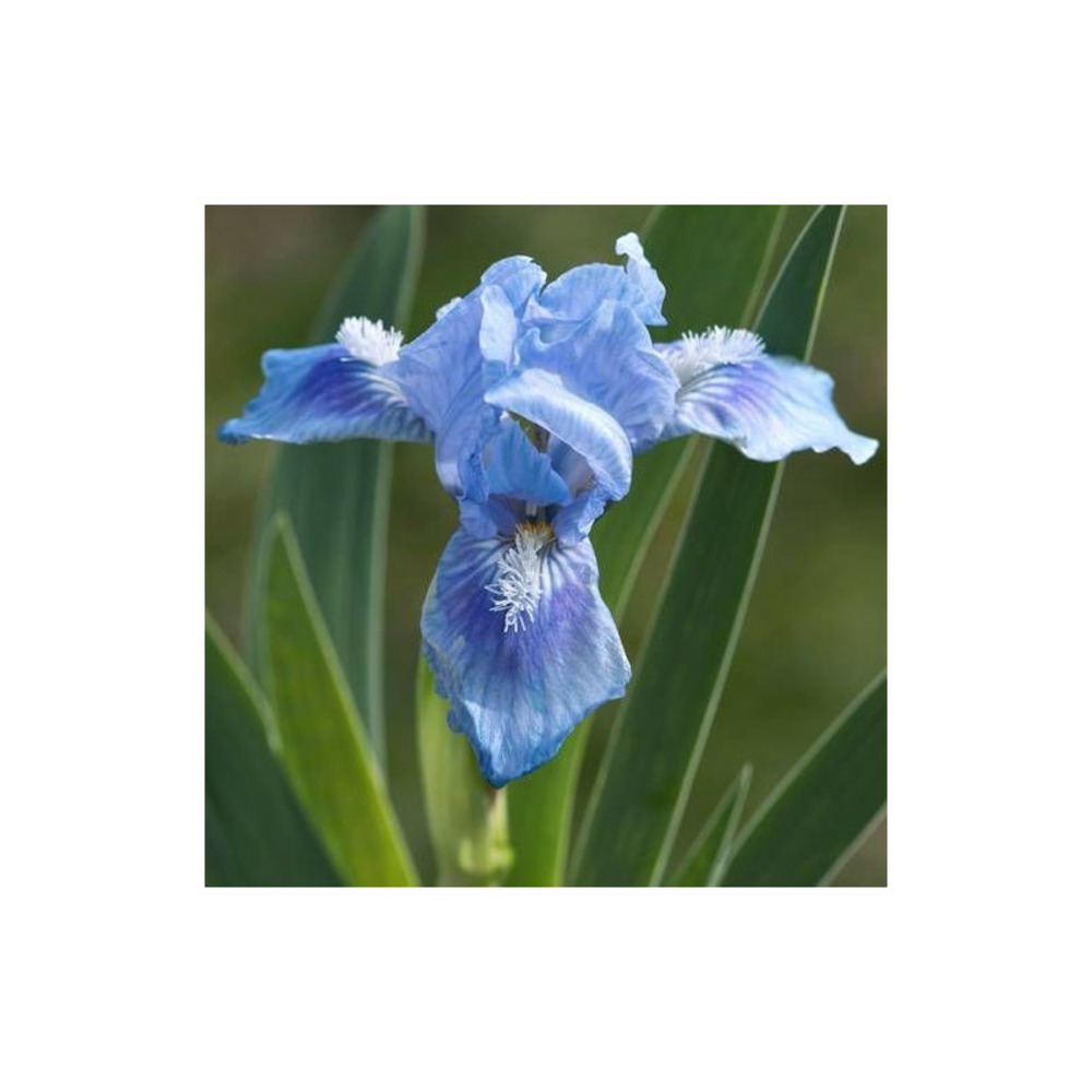 Iris nain lilliput tinkerbell lot de 9 godets