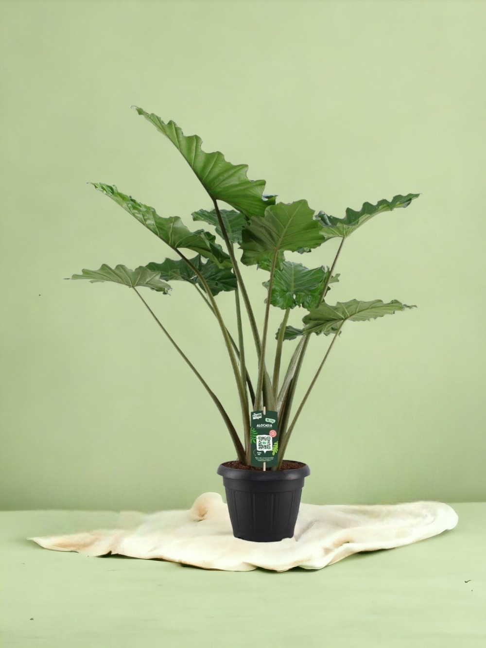 Plante d'intérieur - alocasia portodora 140cm
