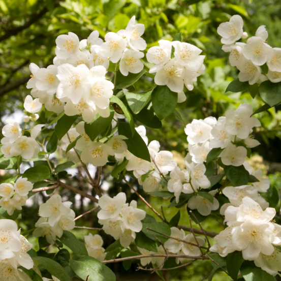 Seringat - philadelphus coronarius 3l