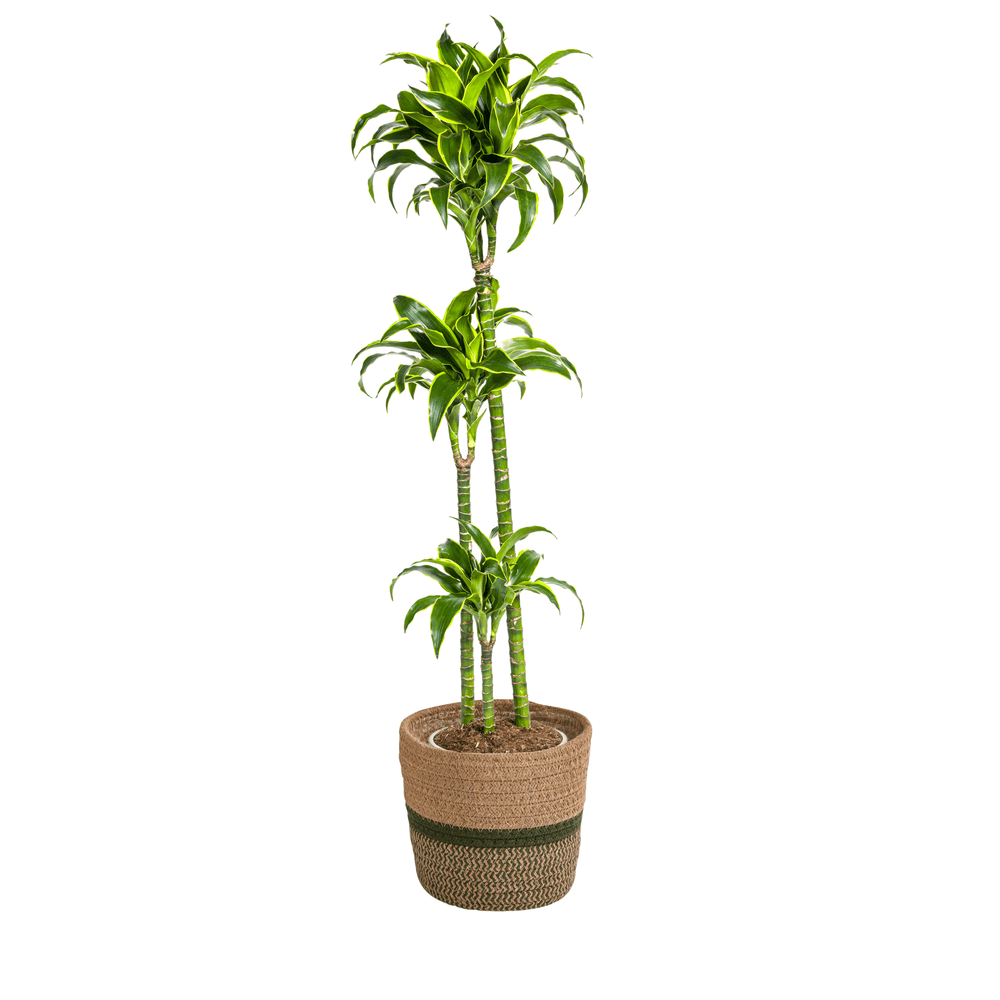 Dracaena deremensis dorado avec cache-pot ø24cm - ↕120 - 140cm - plantes d'intérieur