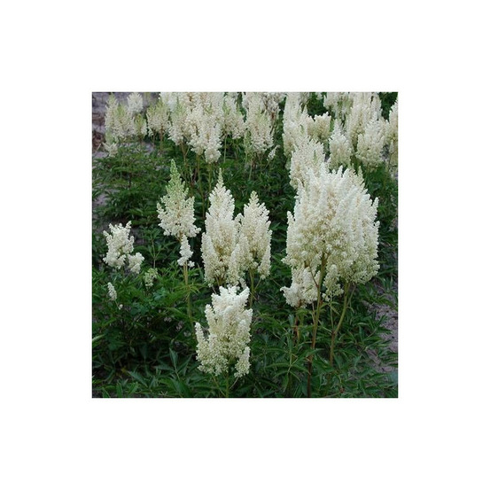 Astilbe d'arends weisse gloria lot de 5 godets