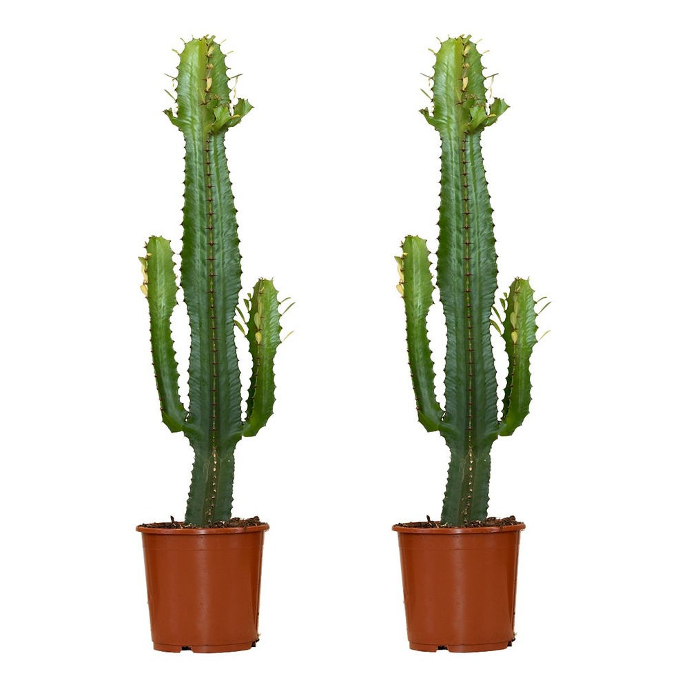 Lot de 2 - euphorbia acrurensis - euphorbe - cactus - 60-70 cm de haut - pot 17 cm
