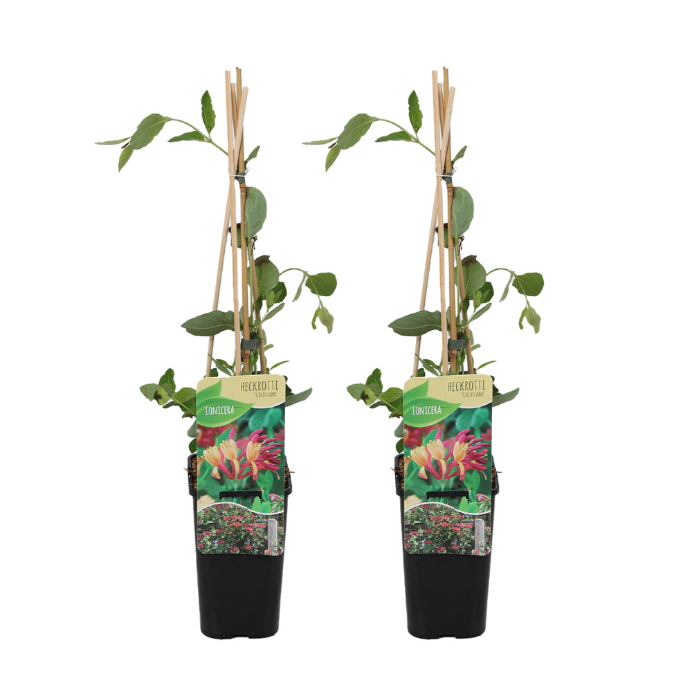 Lot de 2 - lonicera heckrottii goldflame - chèvrefeuille - rouge, jaune - pot 15cm - 70-80cm de haut