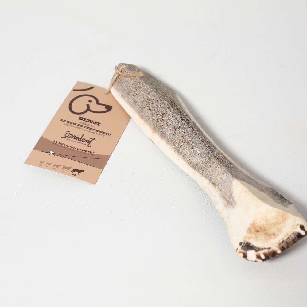 Bois de cerf biseau benji pour chiens peu endurants taille xl