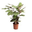 Calathea makoyana - plante d'intérieur tropicale -  plante ornementale - pot 21cm - hauteur 60-70cm