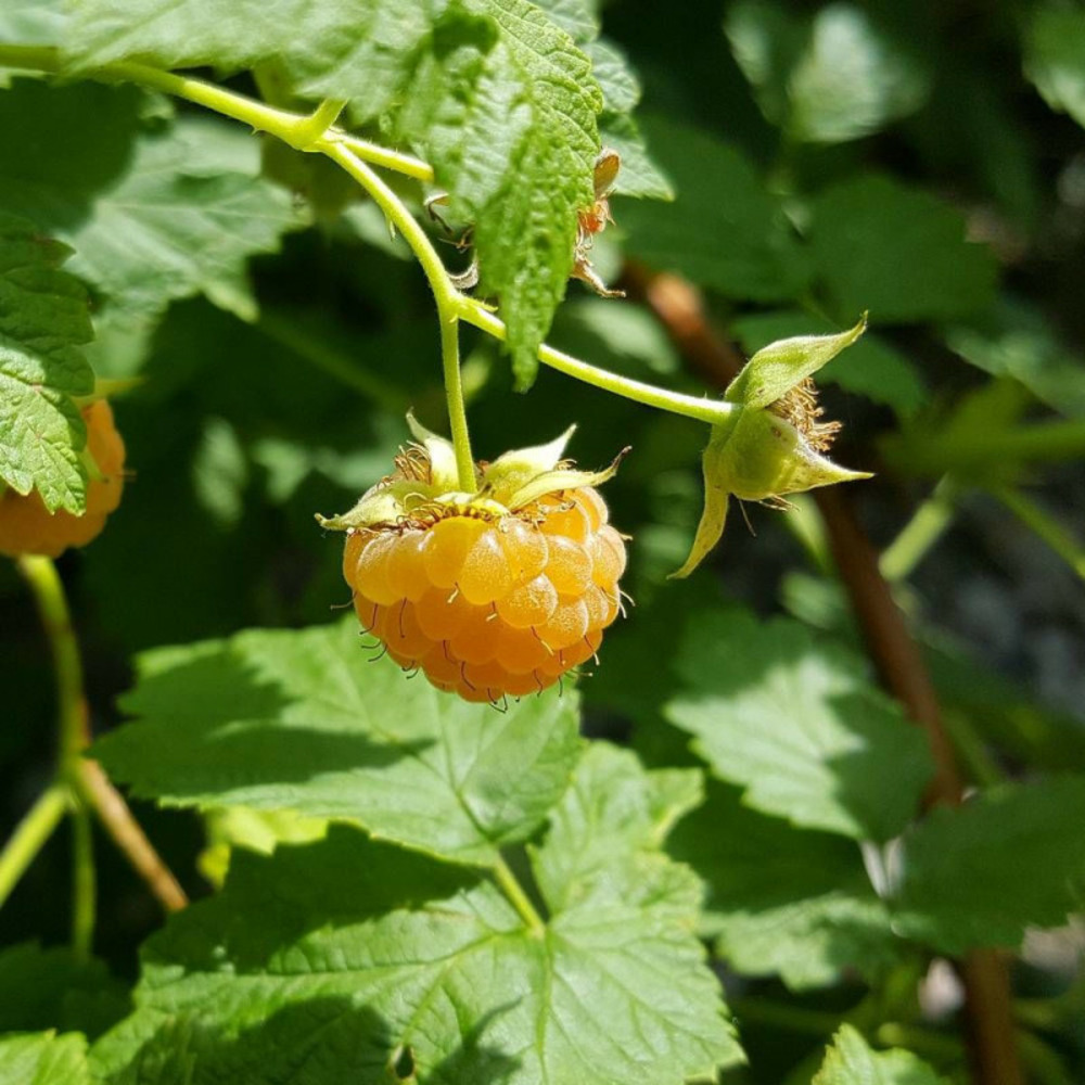 Framboisier goodasgold® pot de 3l - 30/60 cm