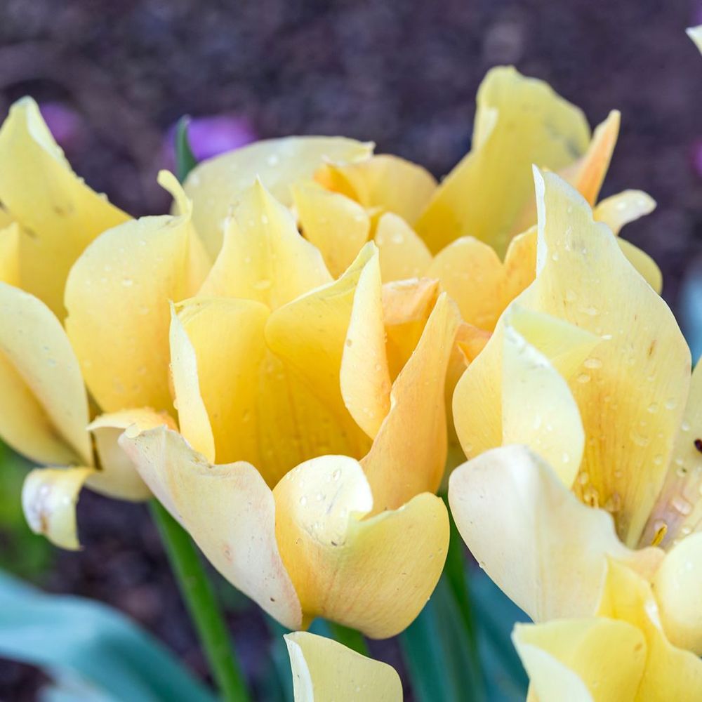 Tulipe botanique 'batalinii bright gem' bulbe calibre 6+ (par 10)