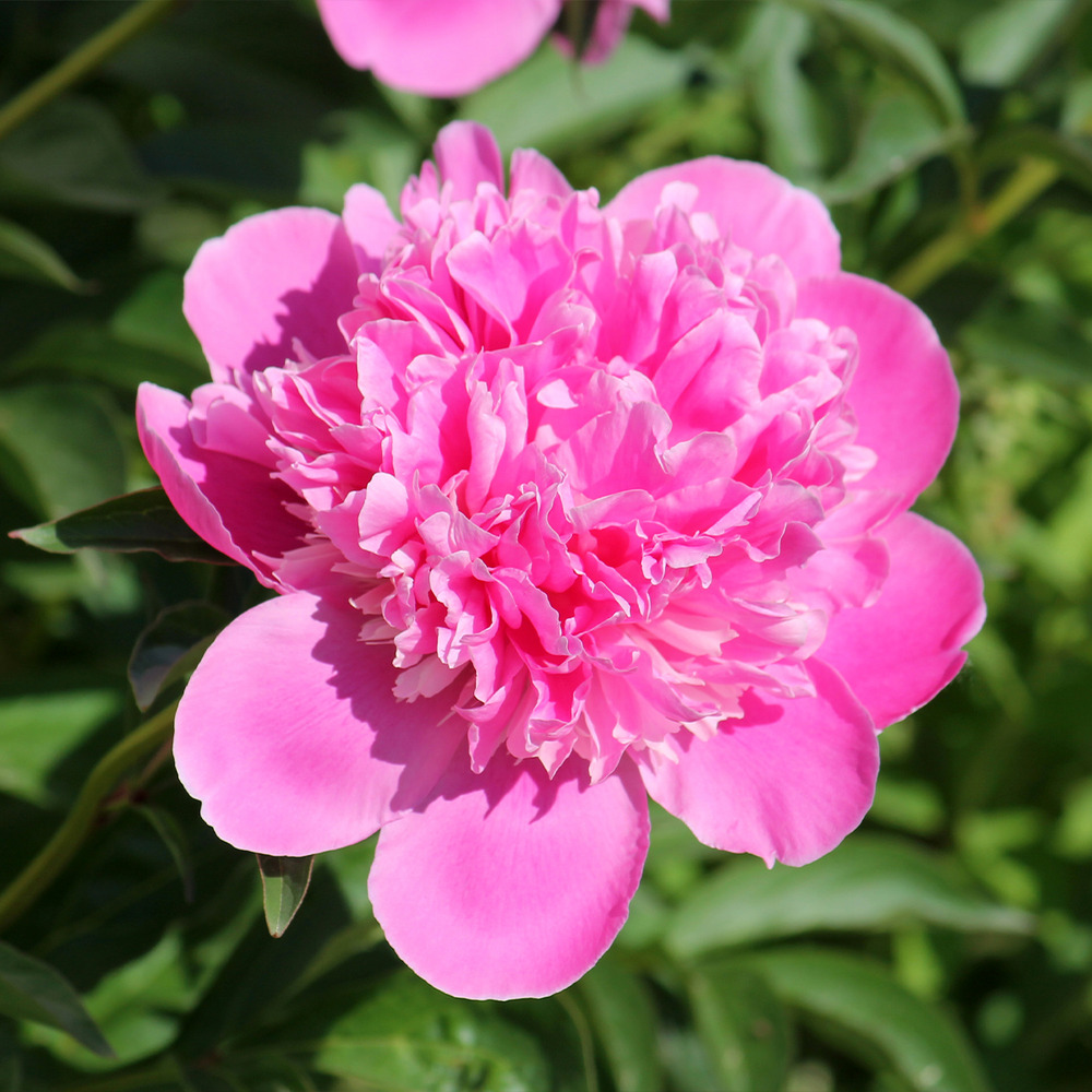 Pivoine de chine 'bouquet perfect' souche 3/5 yeux