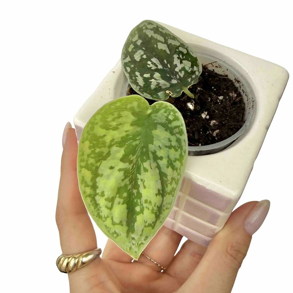 Scindapsus tricolor silver - pot de 6cm
