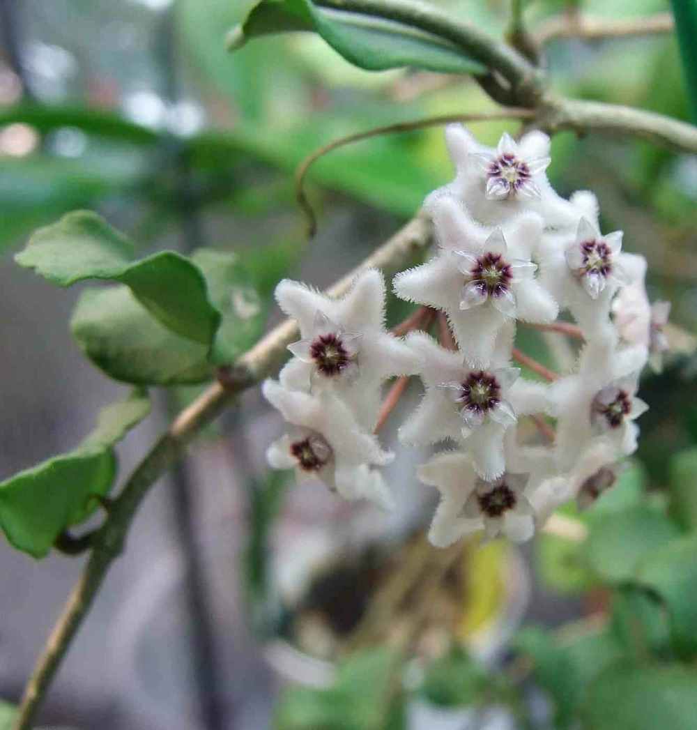 Hoya kanyakumariana (fleur de porcelaine, fleur de cire) taille pot de 2 litres - 20/40 cm - blanche