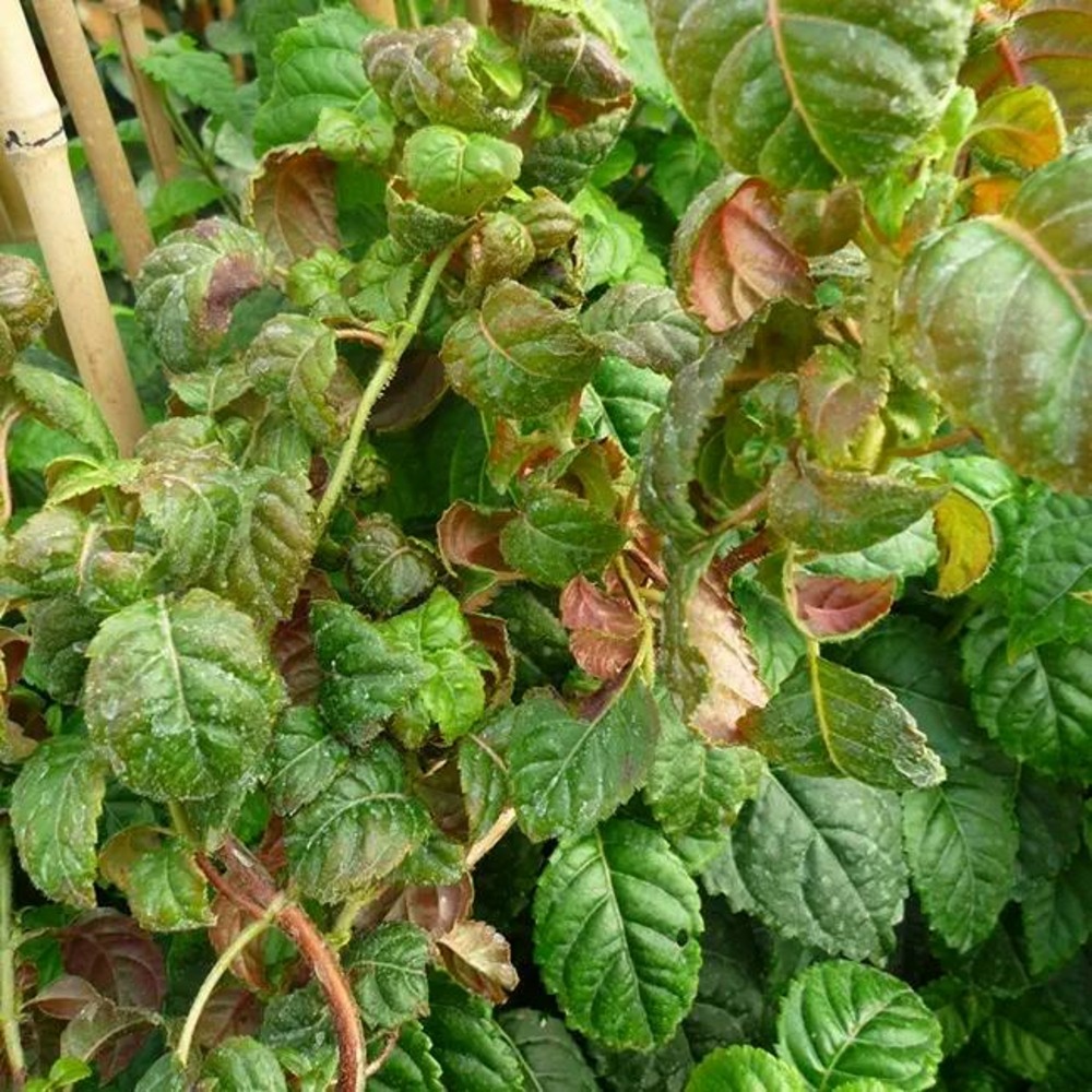 Hortensia grimpant 'winter surprise' - hydrangea anomala 3l - 60/90cm